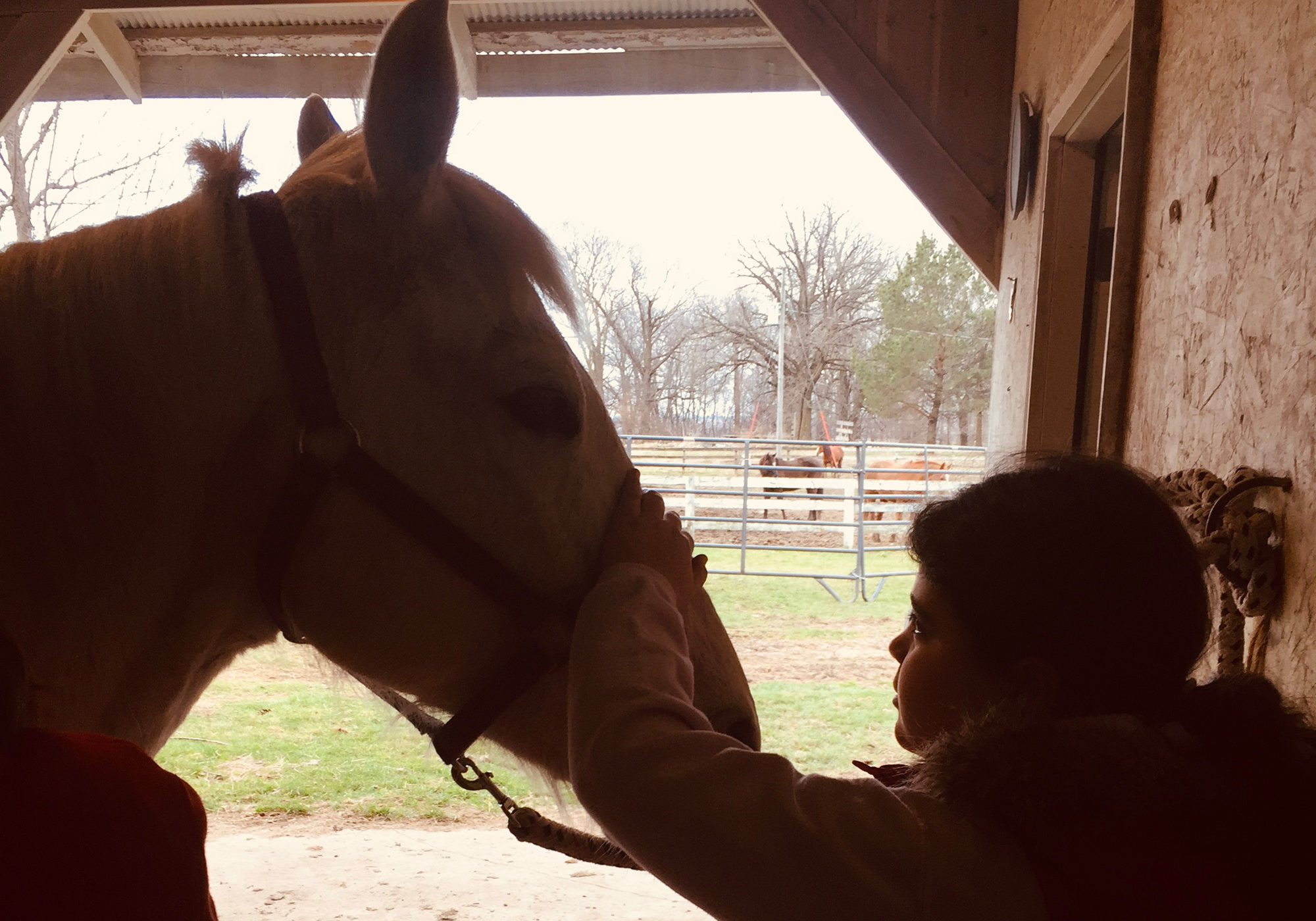 Animal Assisted Therapy