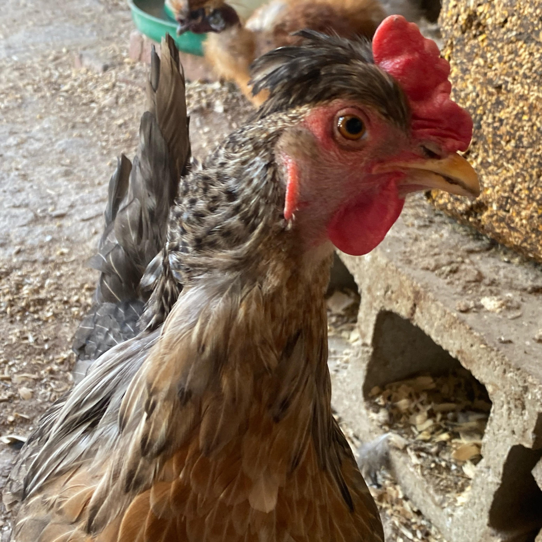 Portrait of Clara the chicken.
