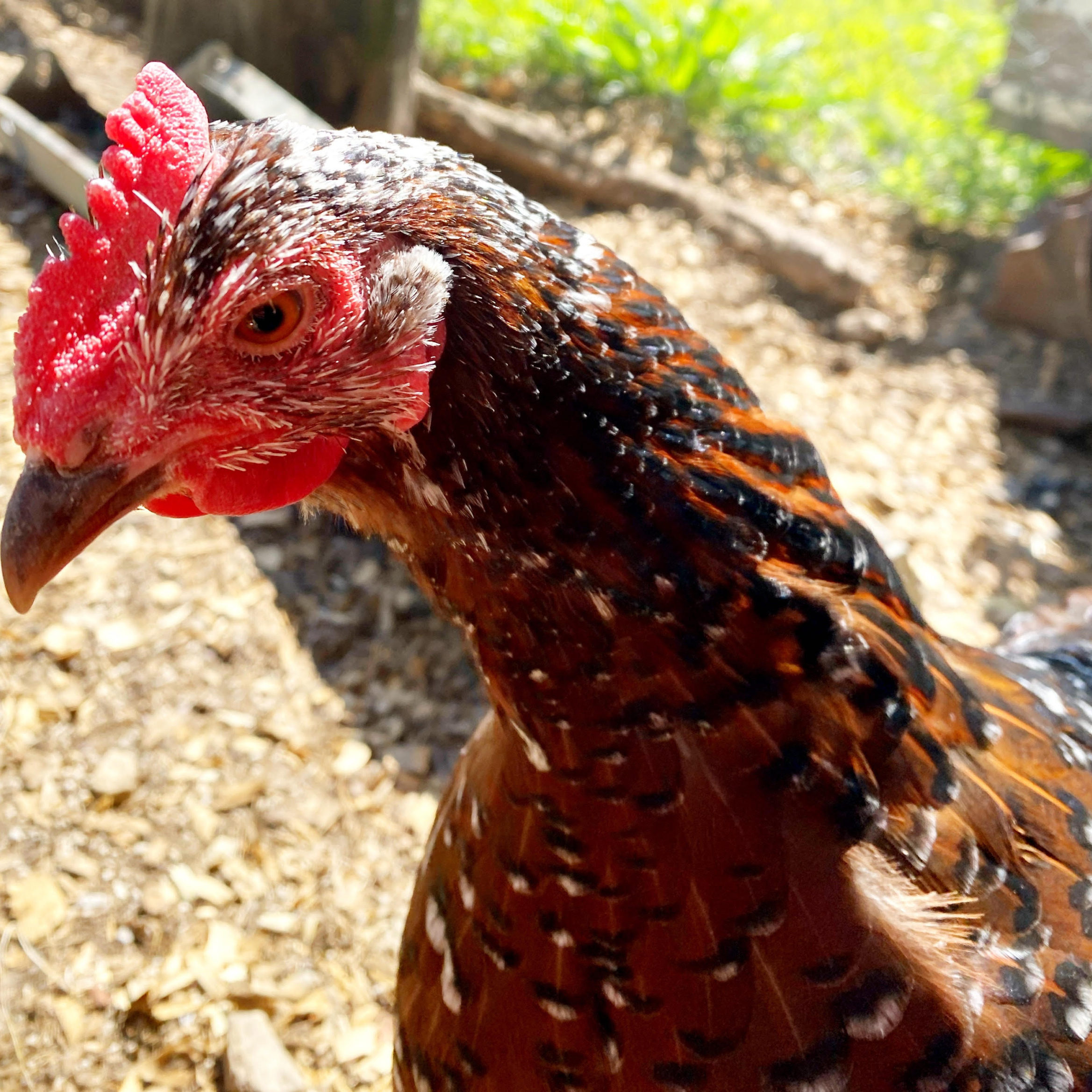 Portrait of Dottie the chiclen.