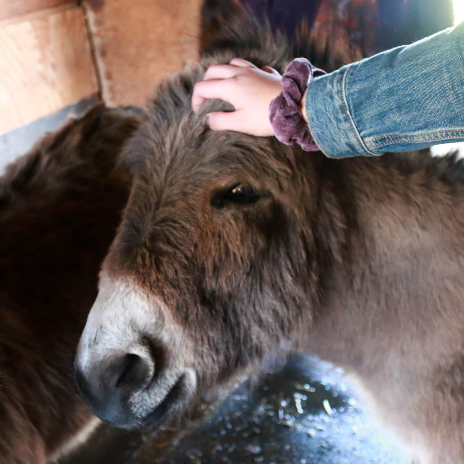 Izzy, a miniature donkey in Waterloo, IA.