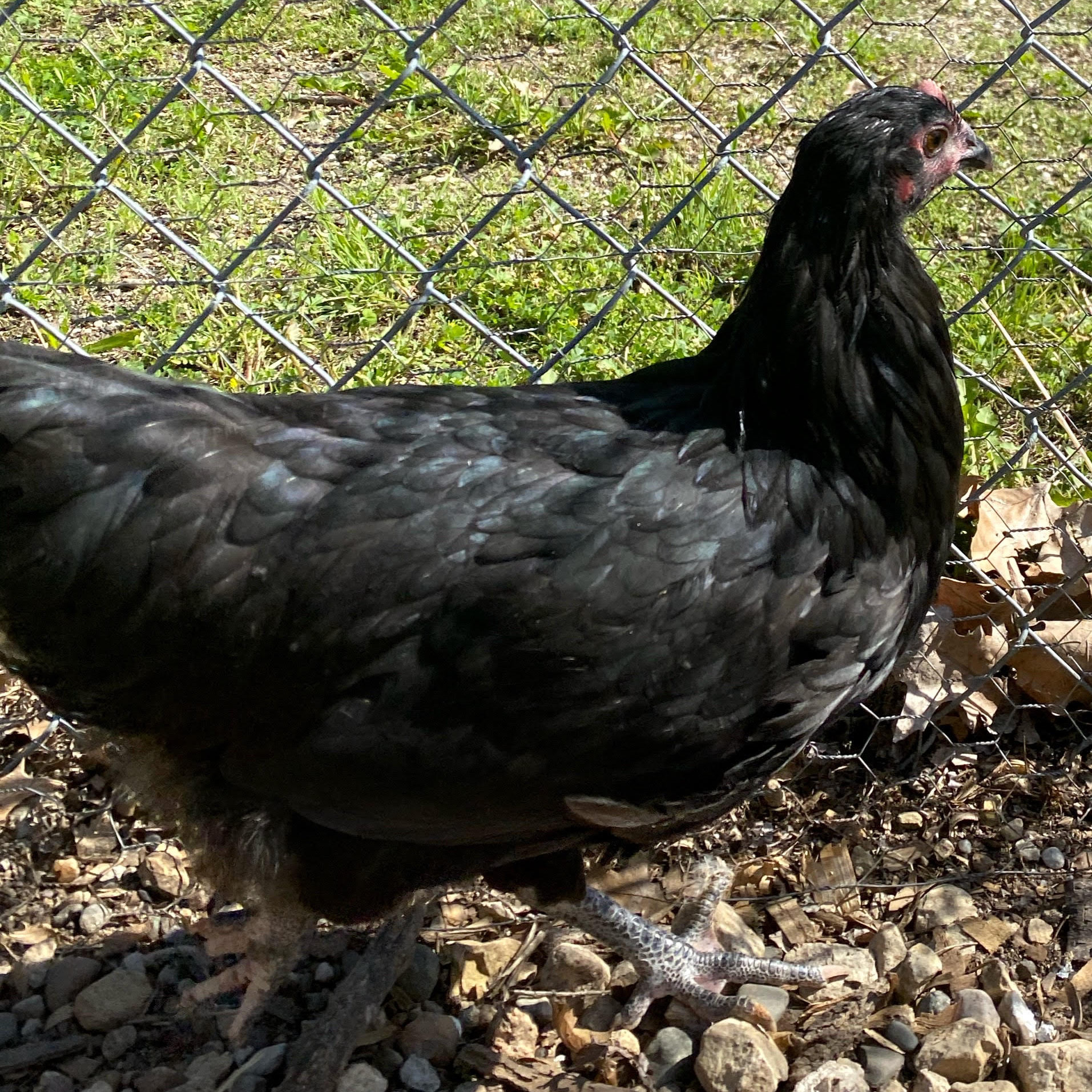 Portrait of Justine the chicken.