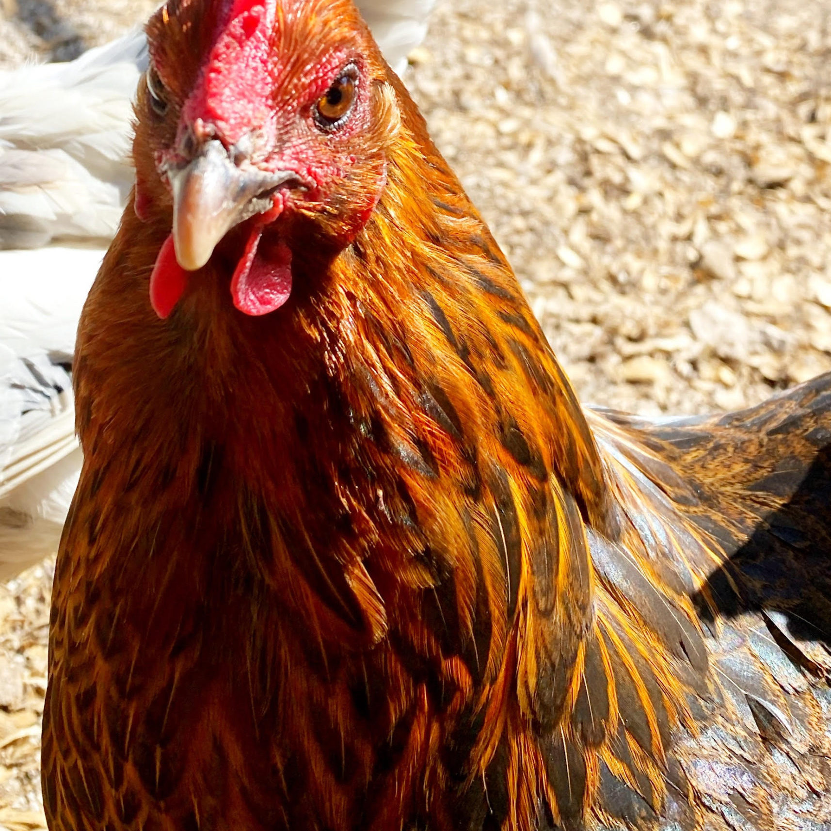 Portrait of Kiersten the chicken.