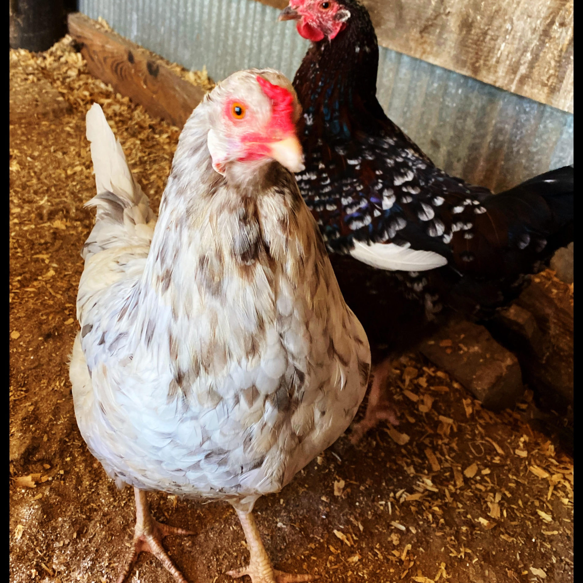 Portrait of Pauline the chicken with Dottie the chicken behind her.