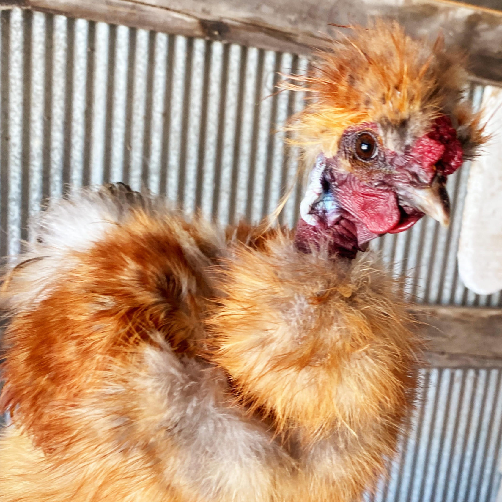 Portrait of Vivian the chicken.