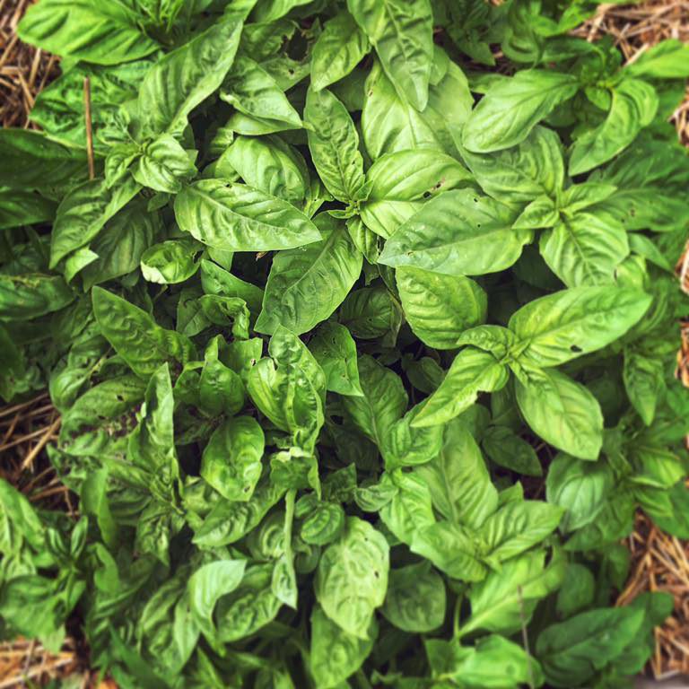 Basil growing